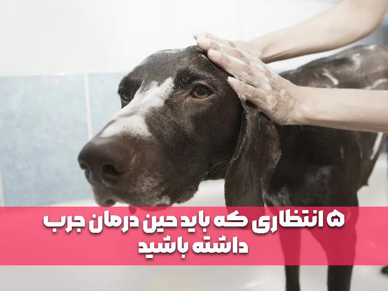 5 انتظاری که باید حین درمان جرب داشته باشید